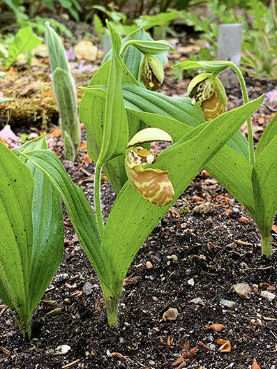 Cypripedium yatabeanum