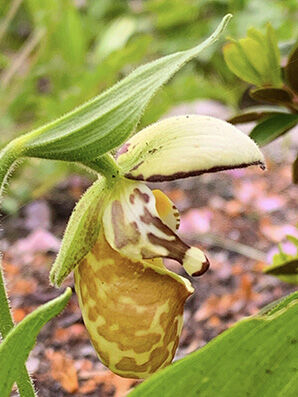 Cypripedium yatabeanum