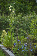 Meconopsis paniculata?