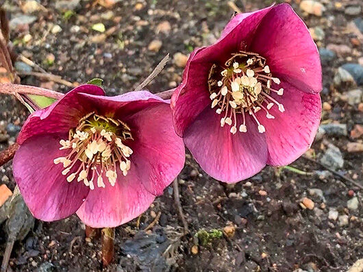 Helleborus