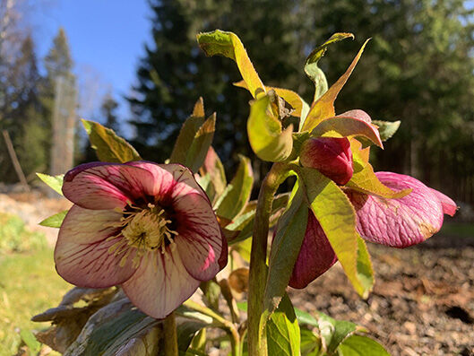 Helleborus