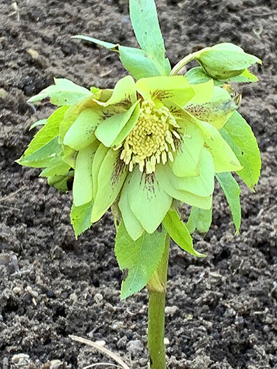 helleborus