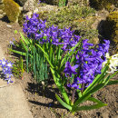 Hyacint (Hyacinthus)