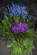 Hyacinthoides hispanica blue (Spansk klockhyacint) and Dodecatheon media (Tolvgudablomma)