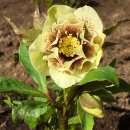 Helleborus sp