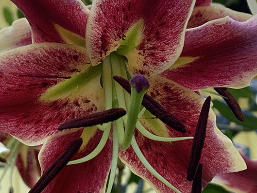 Lilium 'Starfighter' (oriental)
