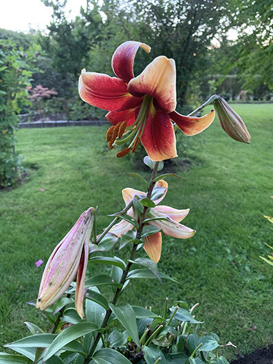 Lilium asiatic