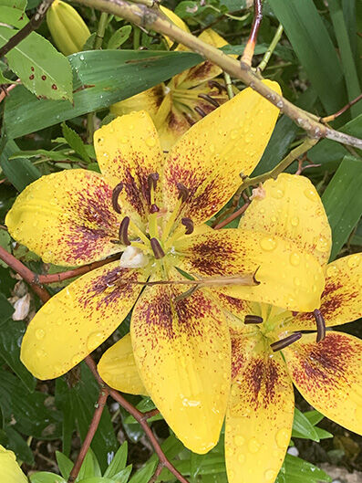 Lilium asiatic, yellow