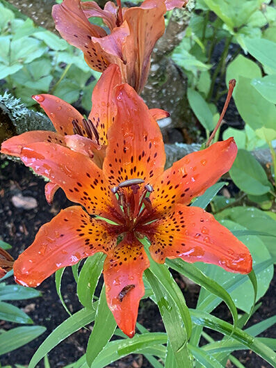 Lilium tigrinum