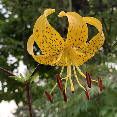 Lilium tigrinum, yellow