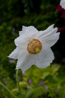 Meconopsis betoncifolia