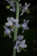 Notholirion bulbiferum