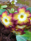 Primula auricula, seedling