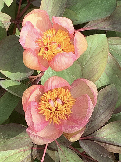 paeonia mlokosewitschii