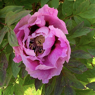 Paeonia suffruticosa