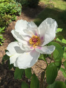 Paeonia White wings