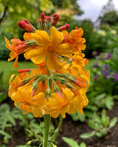primula candelabra