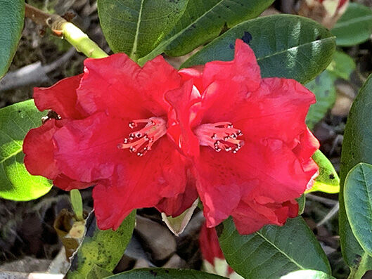 Rhododendron red