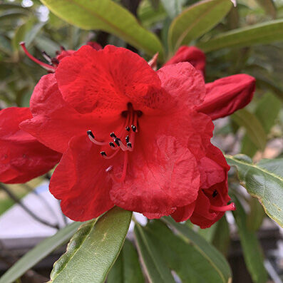 Rhododendron red