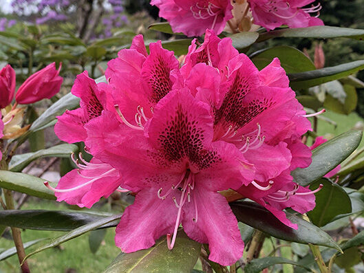 Rhododendron red