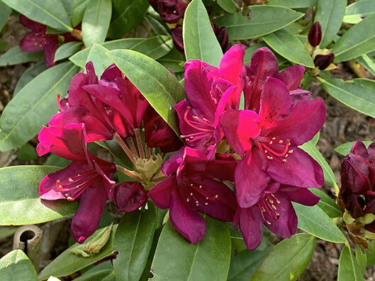 Rhododendron red