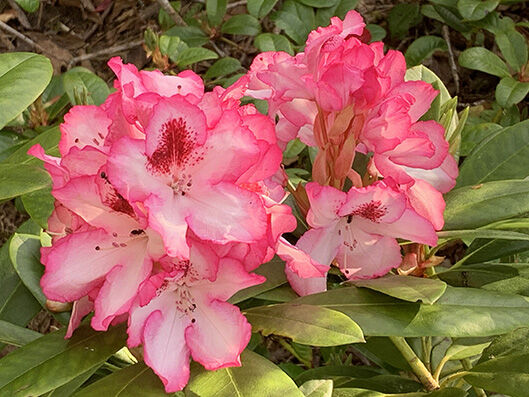 Rhododendron red