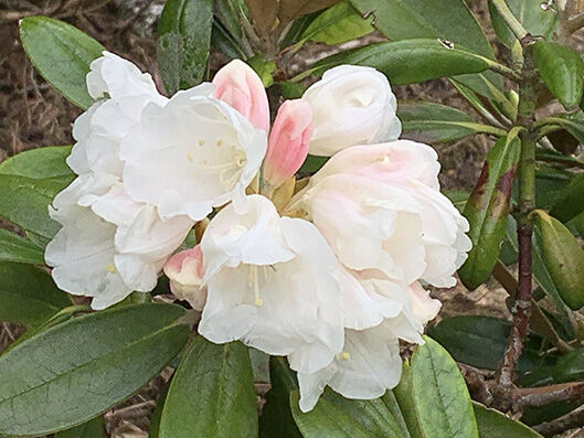 Rhododendron