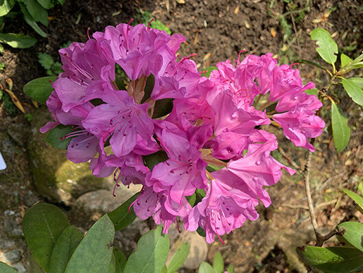 Rhododendron