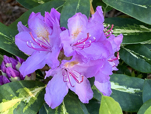 Rhododendron