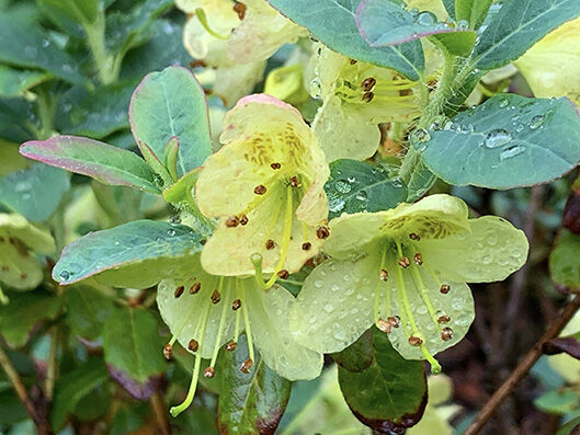 Rhododendron