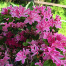 Rhododendron kermesina rosea (azalea)