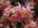 Rhododendron kermesina rosea