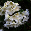 Rhododendron kermesina white (azalea)