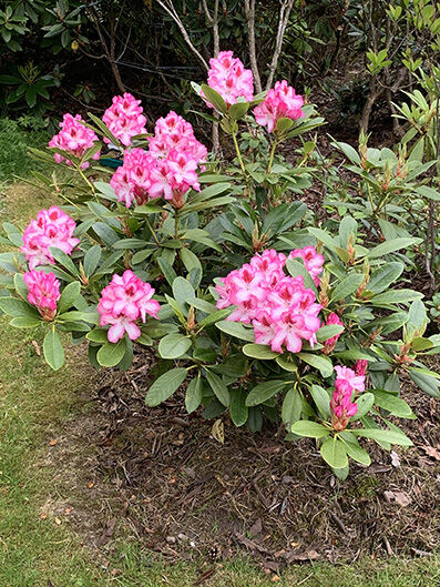 Rhododendron