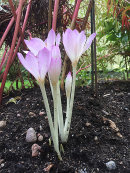 Colchicum speciosum