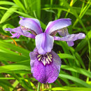Iris sibirica Chadwell coll.
