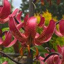 Lilium Martagon Russian Morning