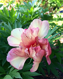 Paeonia ITOH, 'Hillary'