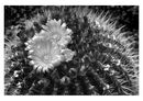 2nd Cacti 3