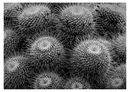 2nd Cacti 4