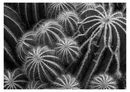 2nd Cacti 5