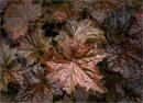 1st#ChrisHolt#After the Rain3