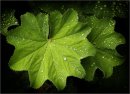 1st#ChrisHolt#After the Rain5