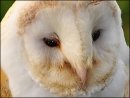 3rd#RexMakemson#Birds of Prey2