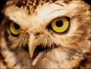 3rd#RexMakemson#Birds of Prey5