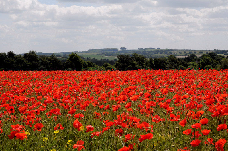 Poppy Fields Near Kingsworthy