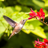 Rufus Hummingbird