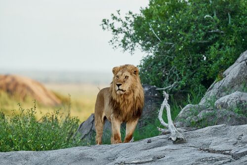Male Lion