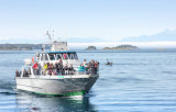 Whale watching from Telegraph Cove, Vancouver Island