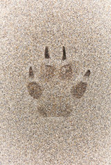 Wolf Track